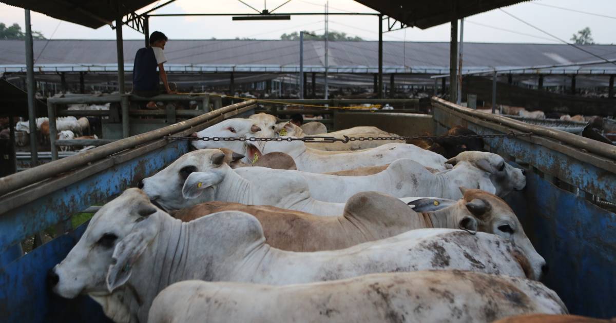 LSD report sees Indo cut off cattle supply from four facilities