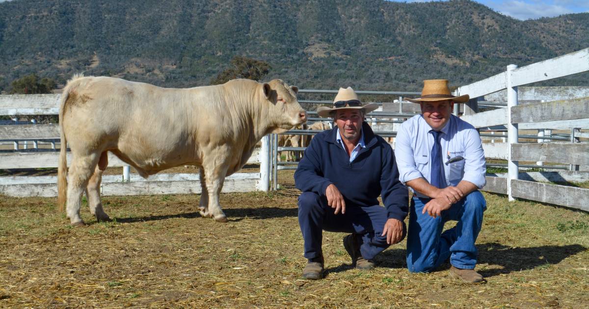 Minnie-Vale Charolais 20th sale tops at $17,000