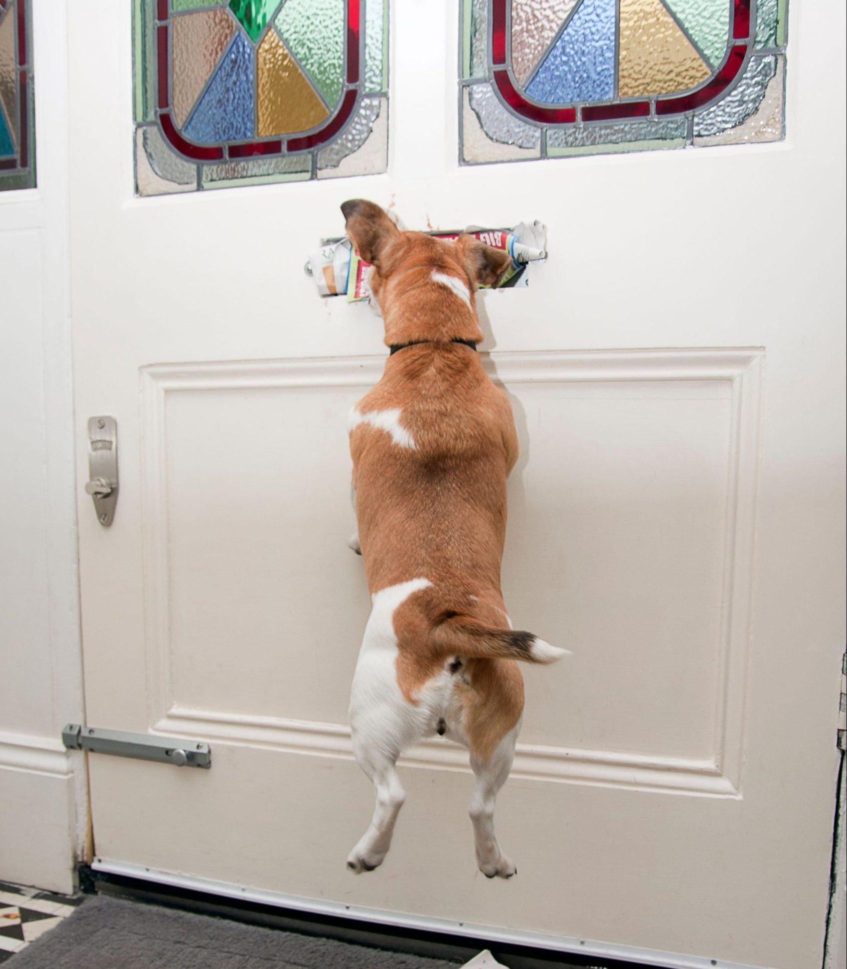 How to stop your dog rushing at the door, by top trainer Ben Randall