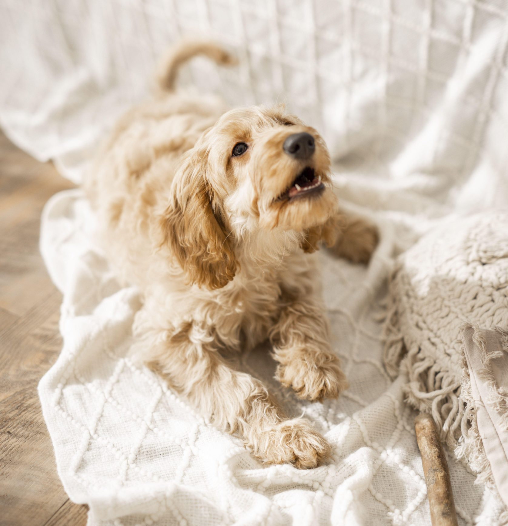 How to stop a dog barking whenever they leave the room, by expert trainer Ben Randall