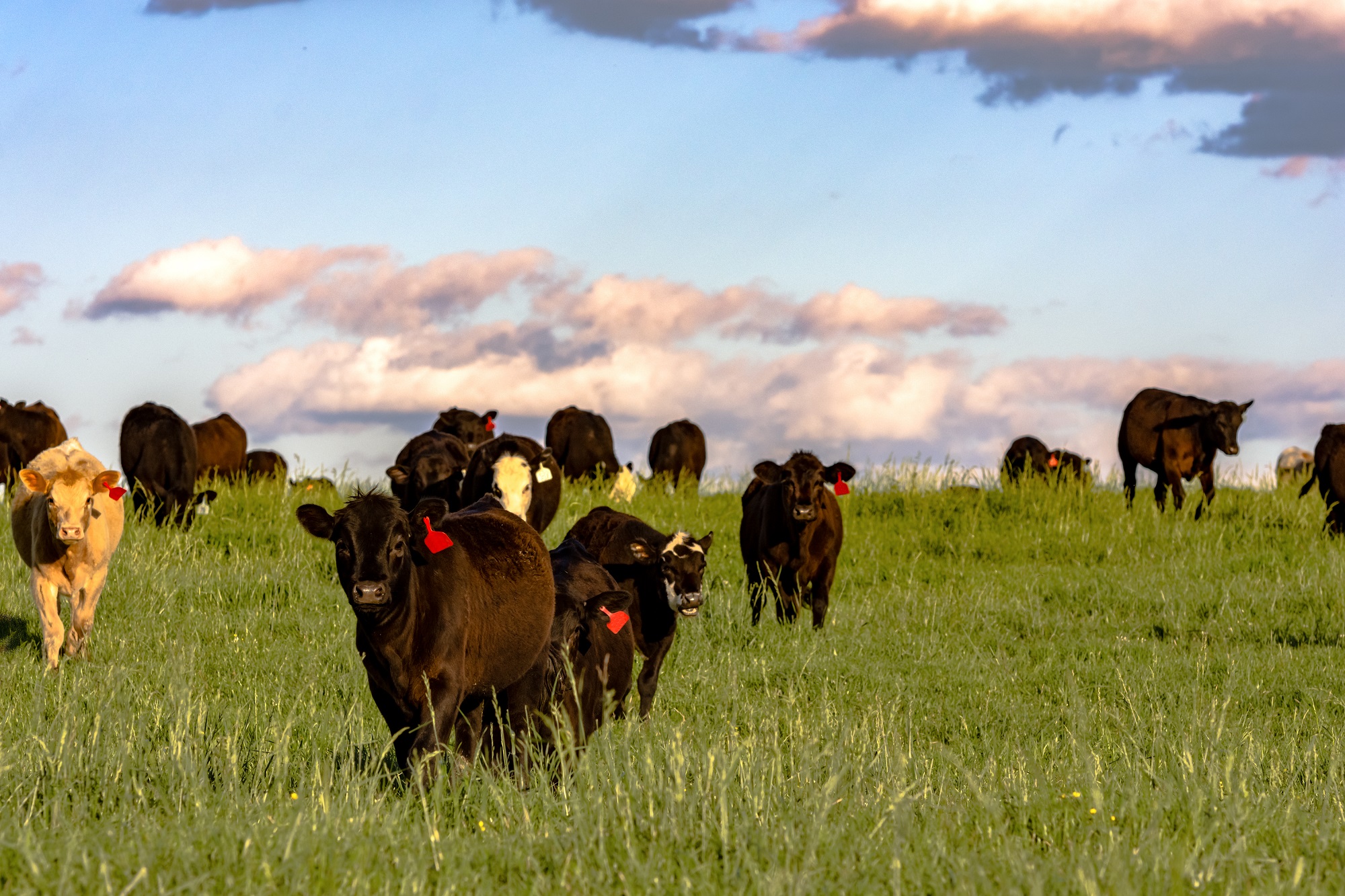 A dearth of beef replacement heifers