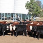 Weaner steers under 200kg sell to 378c, average 329c at Emerald | Queensland Country Life