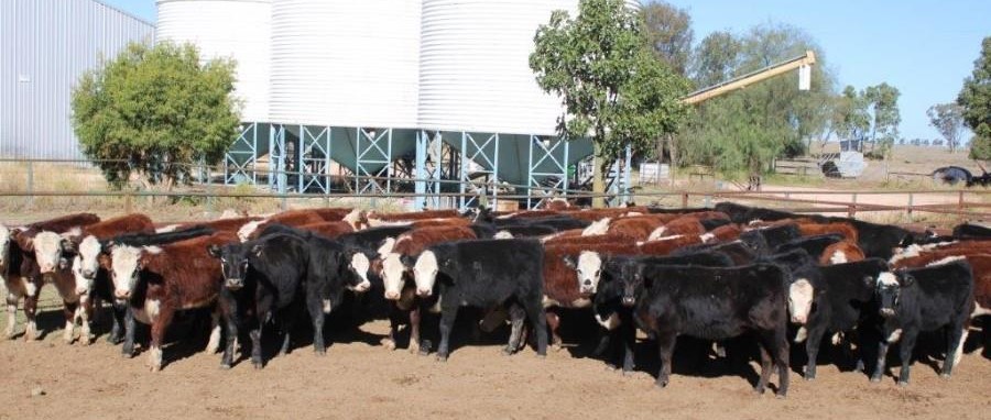 Young cattle prices slip in larger 8245 head AuctionsPlus offering