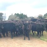 Urban Angus tops at $22,000 twice