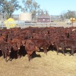 Mount Isa Mines Rodeo 2023 celebrates town’s 100th anniversary | The North West Star