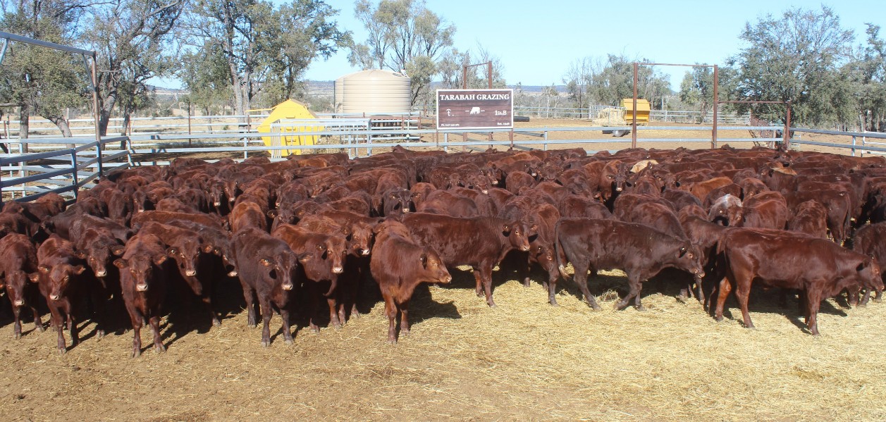 Steer markets trend down, while most heifers lift in 8422 head online offering