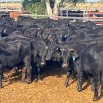 New shearing shed put to good use at Muresk