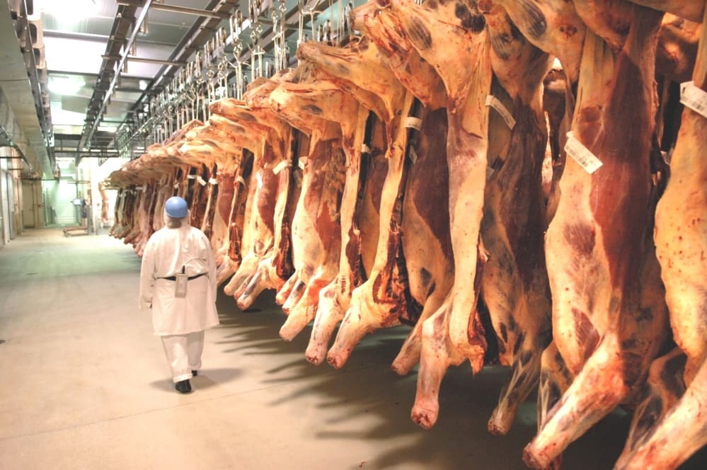 Beef 2024 carcase competition entries surge to 813 head