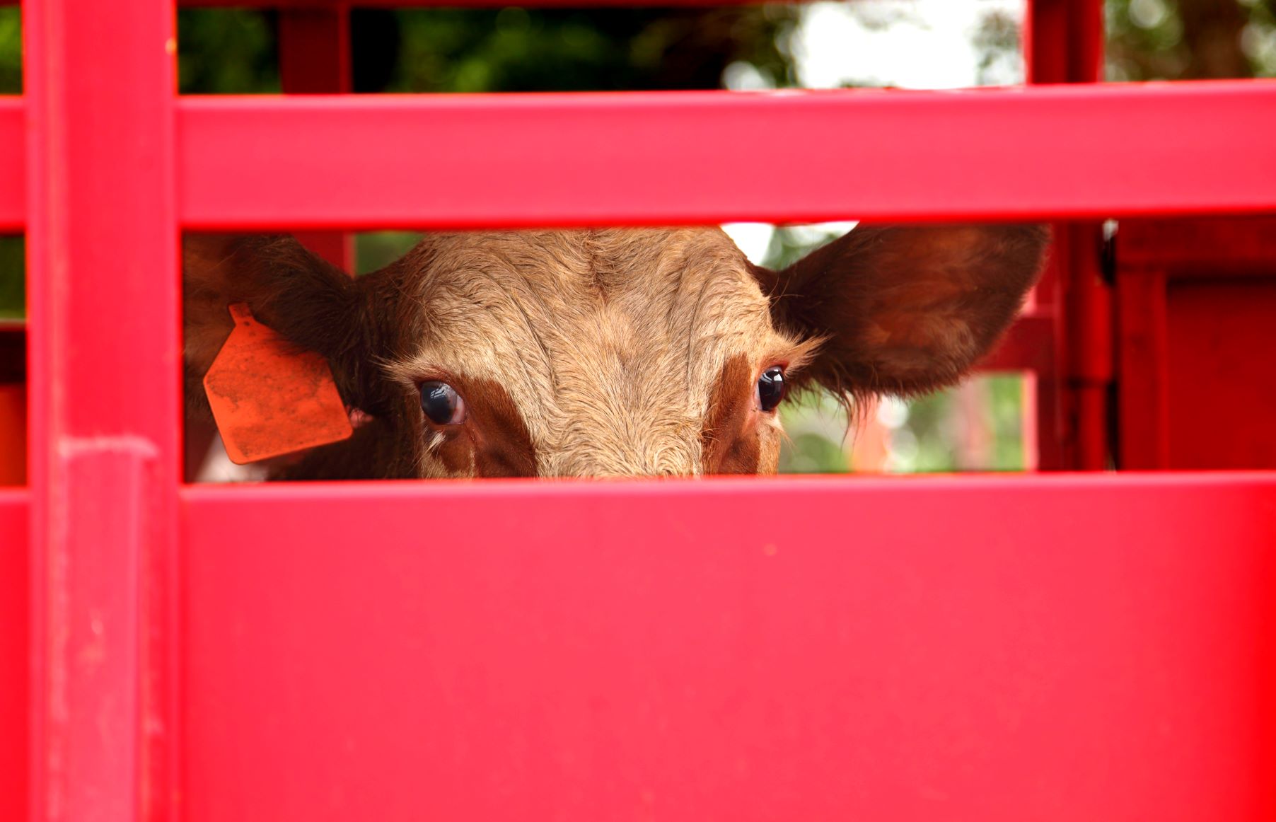 Interstate movement of animals and livestock checkpoints