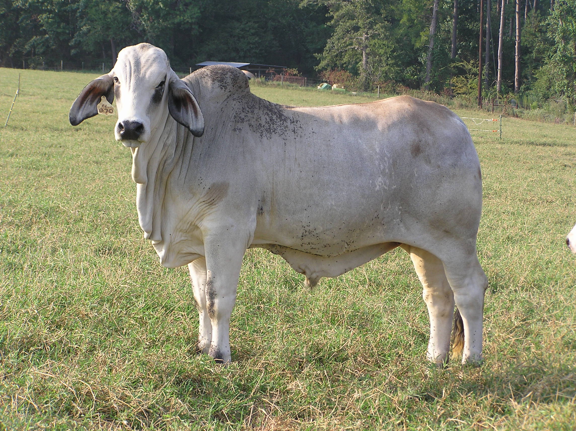 Study finds relationship between Brahman steers ADG, meat tenderness