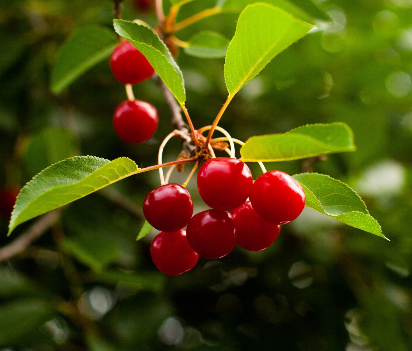 Growing your own cherries: A simple guide to what you need to know