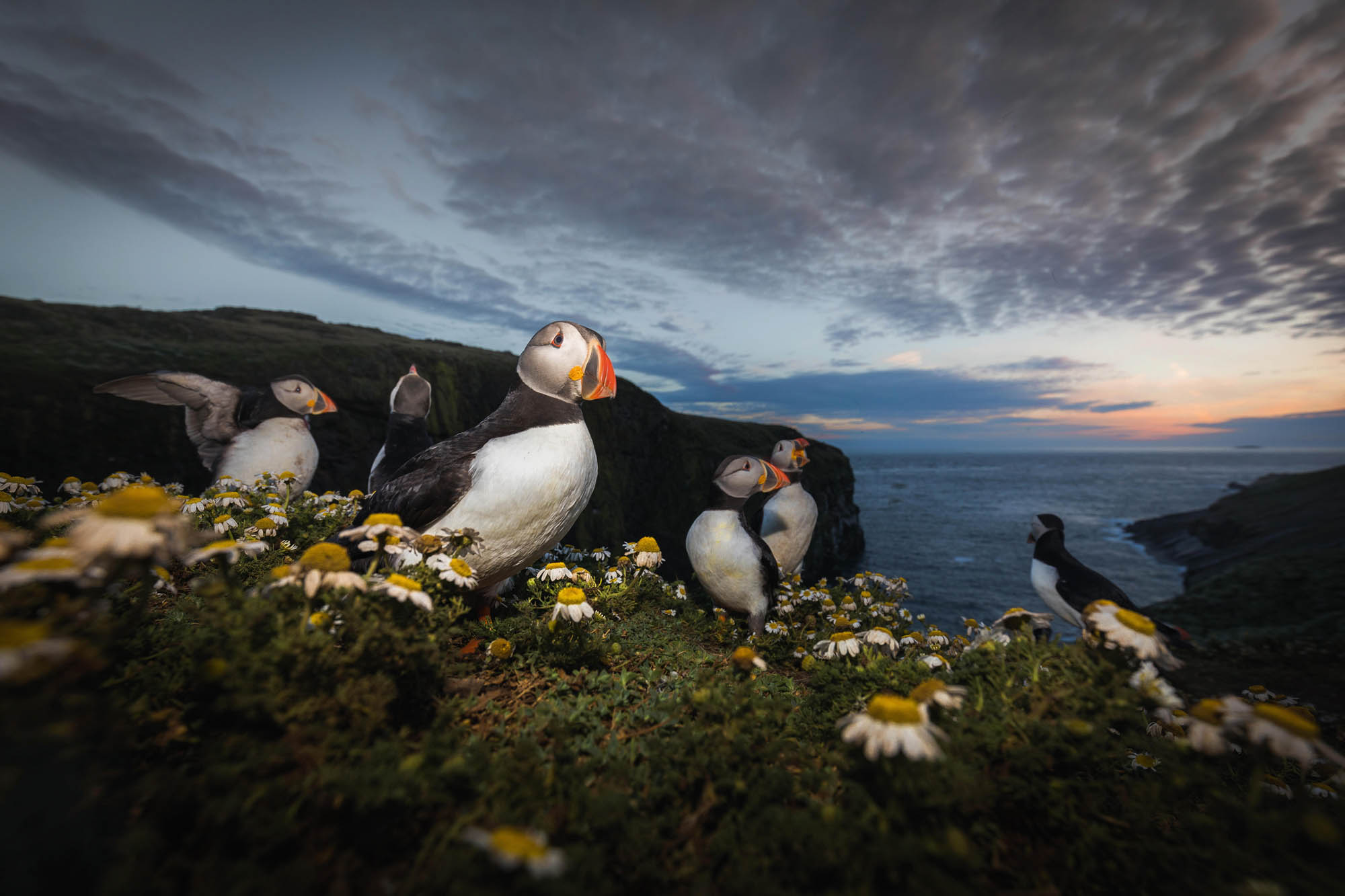 Puffins: The clowns of the sea