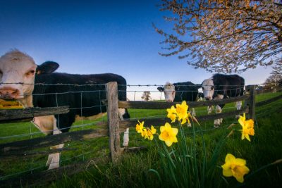 Methane reduction: First seaweed, now daffodils