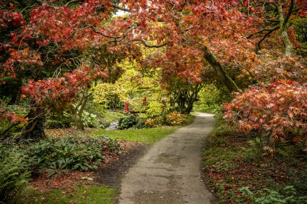 Charles Quest-Riston: Why everyone needs to plant an arboretum