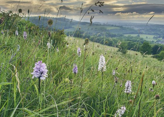 England’s chalk downlands: ‘The European equivalent of a tropical rainforest’