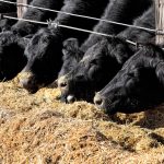 Michigan Beef Industry Commission restores state checkoff