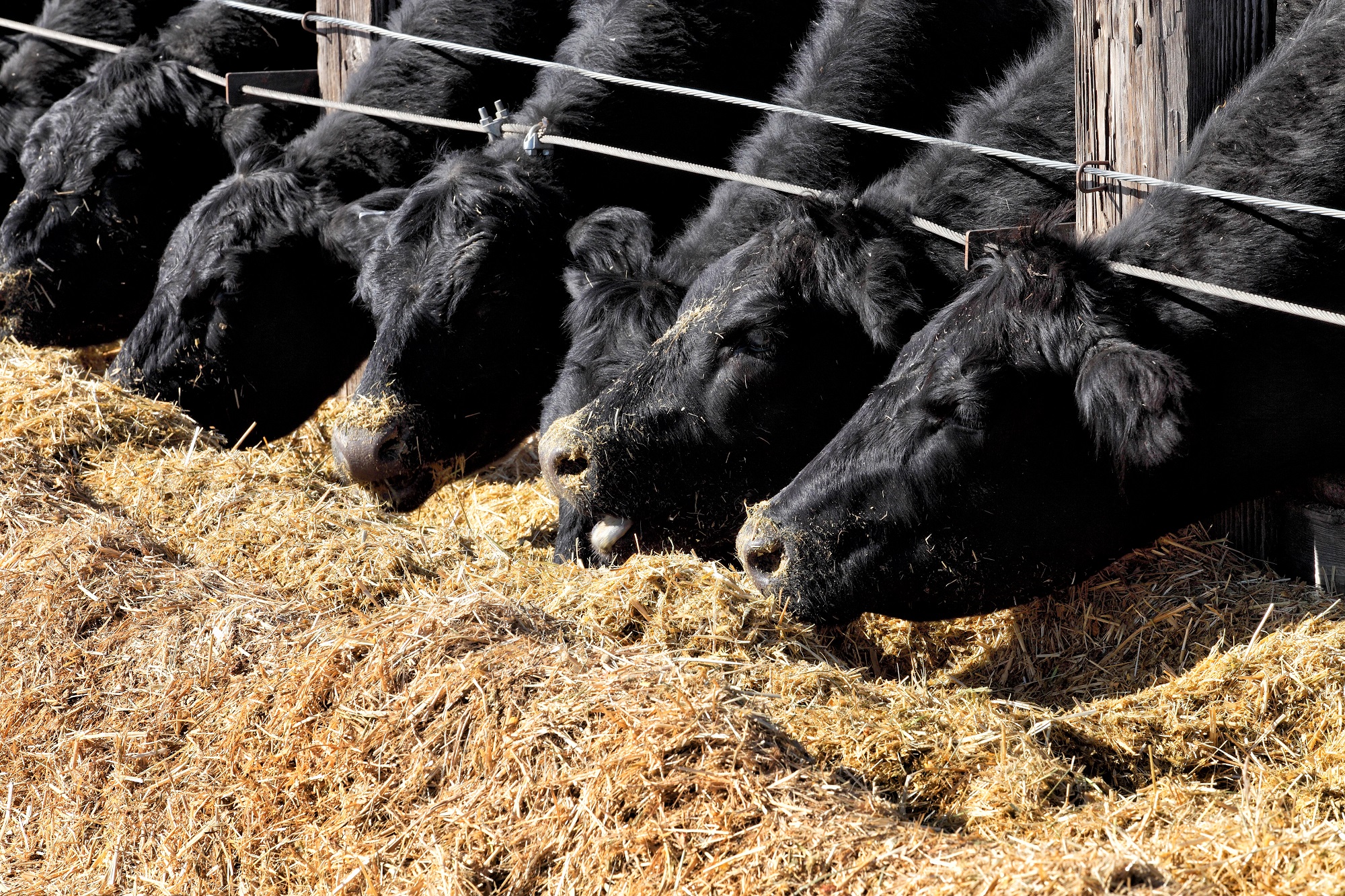 Cattle report shows no herd rebuilding in sight