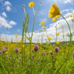 NSW government secures 37,000ha grazing property for National Park expansion