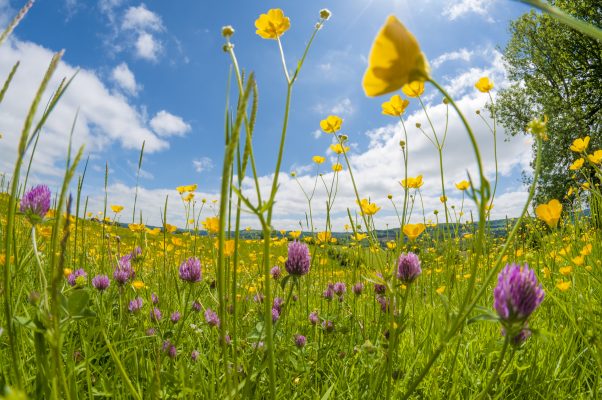 Alan Titchmarsh: The secrets of my wildflower meadow