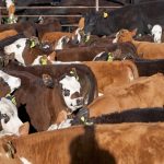 Sheep and cattle-killing disease carriers never take a break