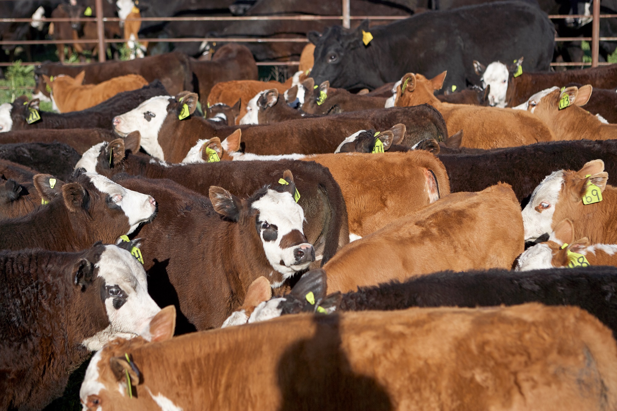 2023 cattle markets: The year so far and the second half ahead