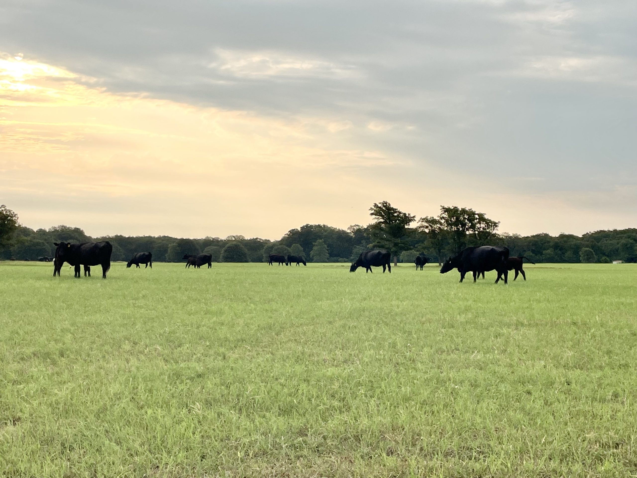 How high is too high to pay for cow replacements in 2023?