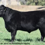 Weaner steers at Wodonga sell to $1305, heifers to $1110 | The Land