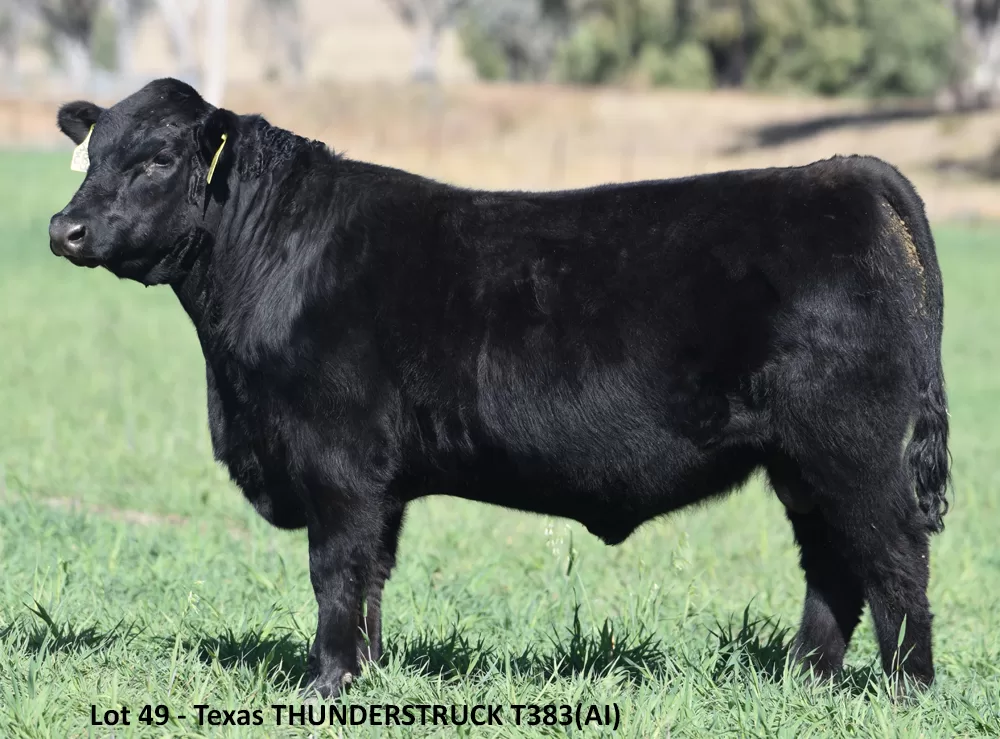 Angus sets Australian all-breeds record bull price at $360,000