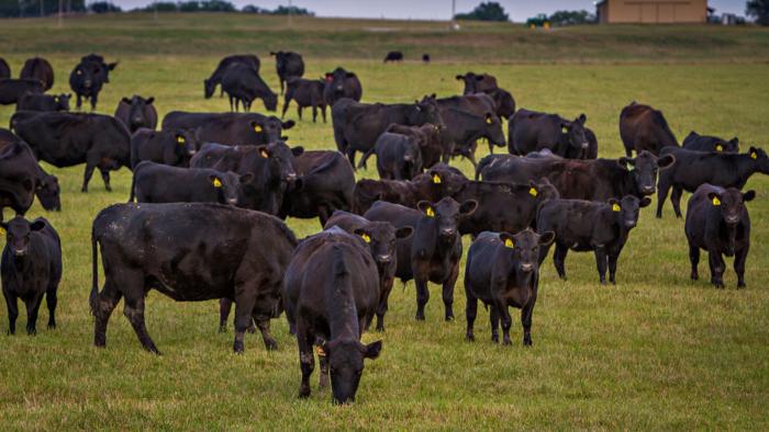 Study uses gene prediction tool to select premium grade Angus herds