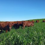 Cargill announces methane emissions reduction methodology for cattle