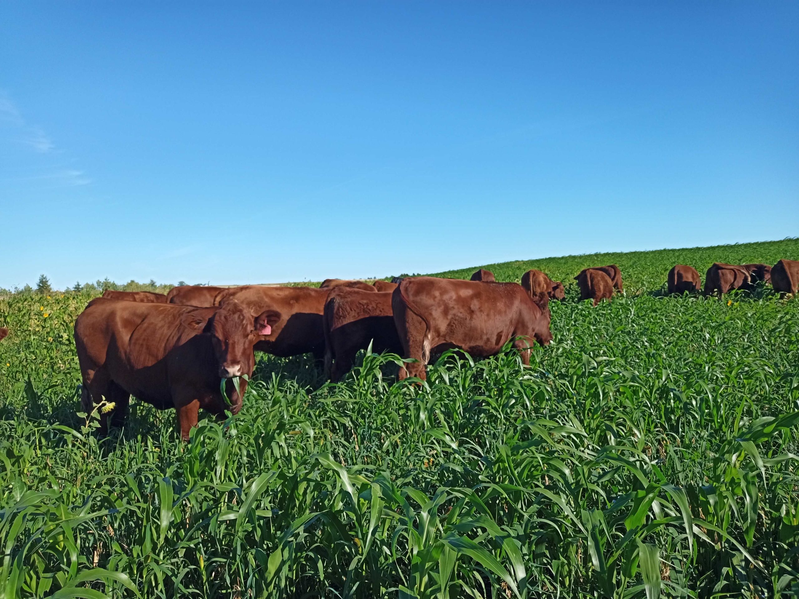 Consider annual forages, cover crops when hay production is down