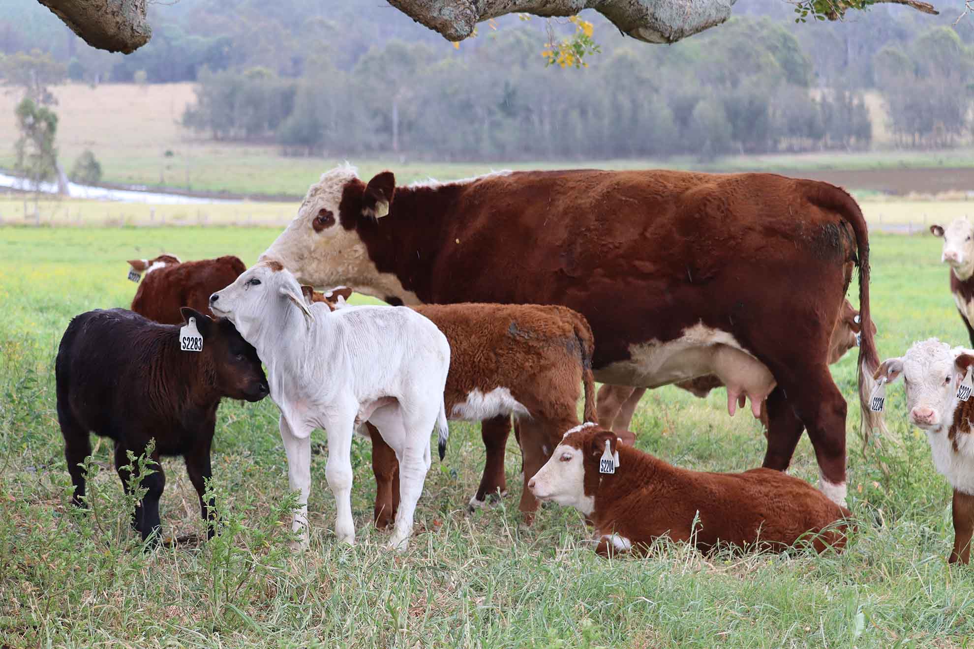 Selecting for immune-competent cattle could deliver economic advantage for beef industry