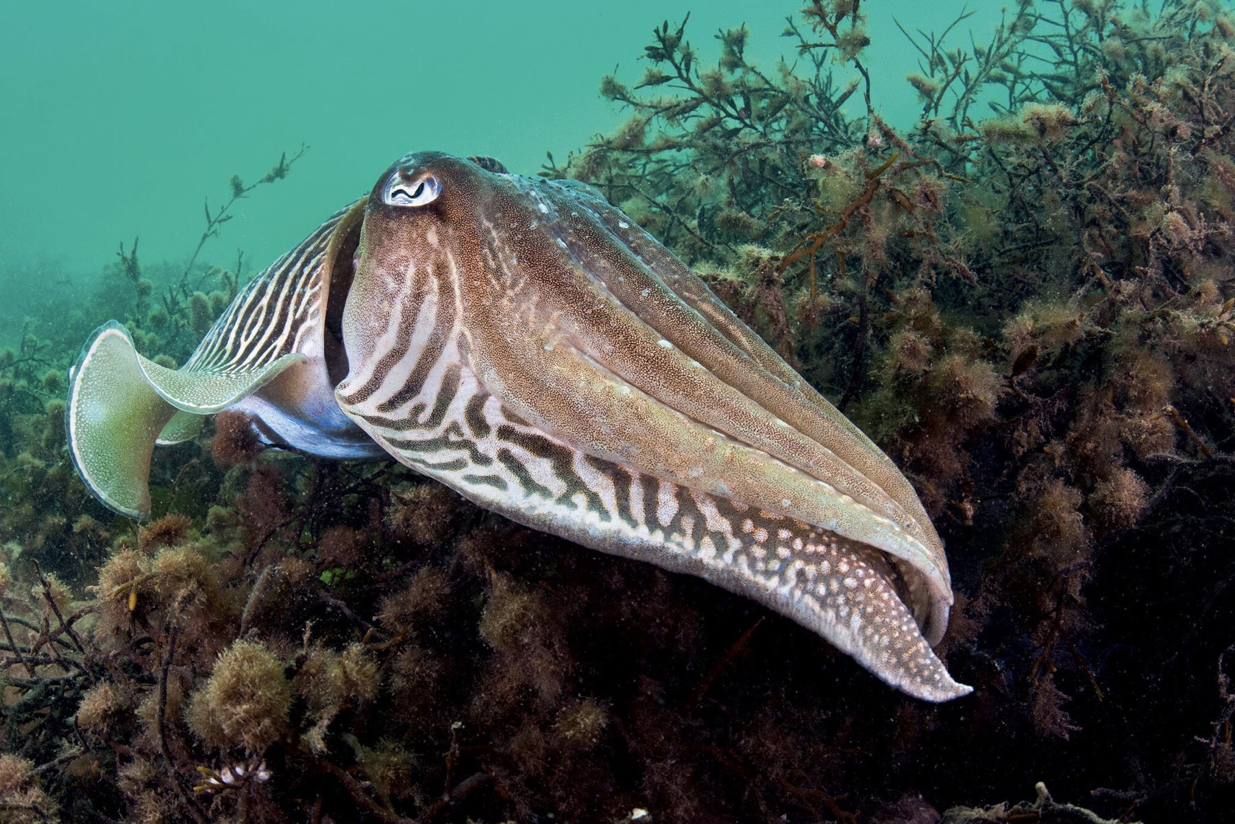 National Marine Week is so packed that they’ve had to make it two weeks long