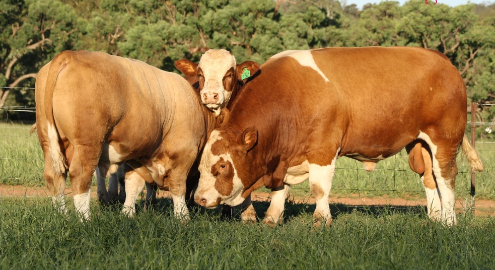 Weekly genetics review: Are bull temperament scores misleading?