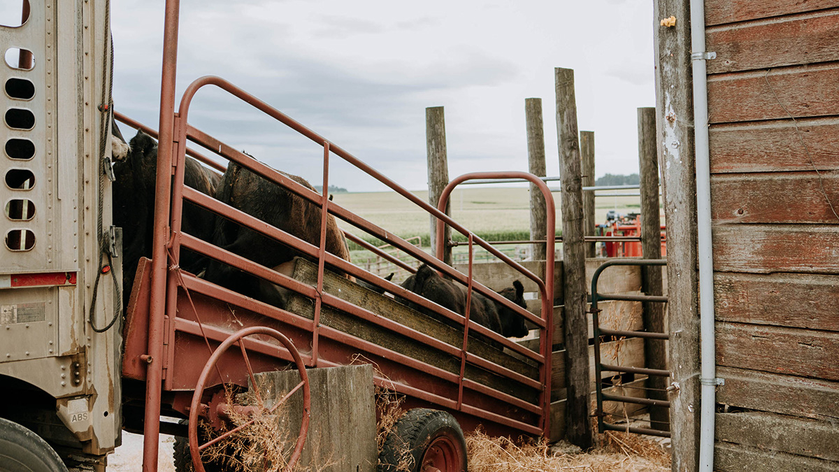 UNL publishes new livestock-related custom rates