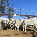 Weaner heifers sell to good competition at Nebo