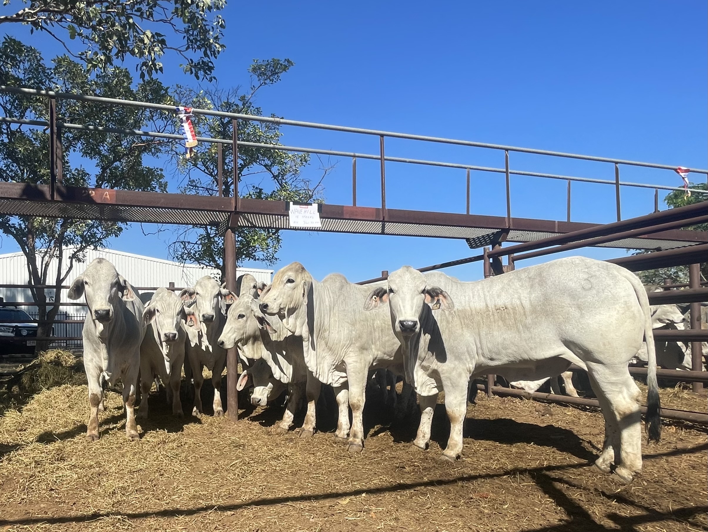 Live exporters bid up at first Katherine Show Sale in 12 years