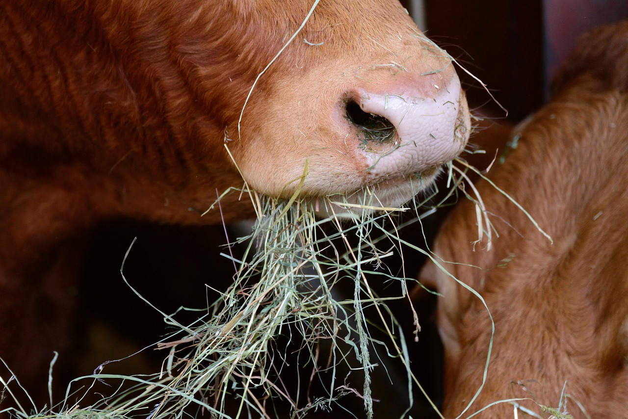 Vitamin A concerns in the Southern Great Plains