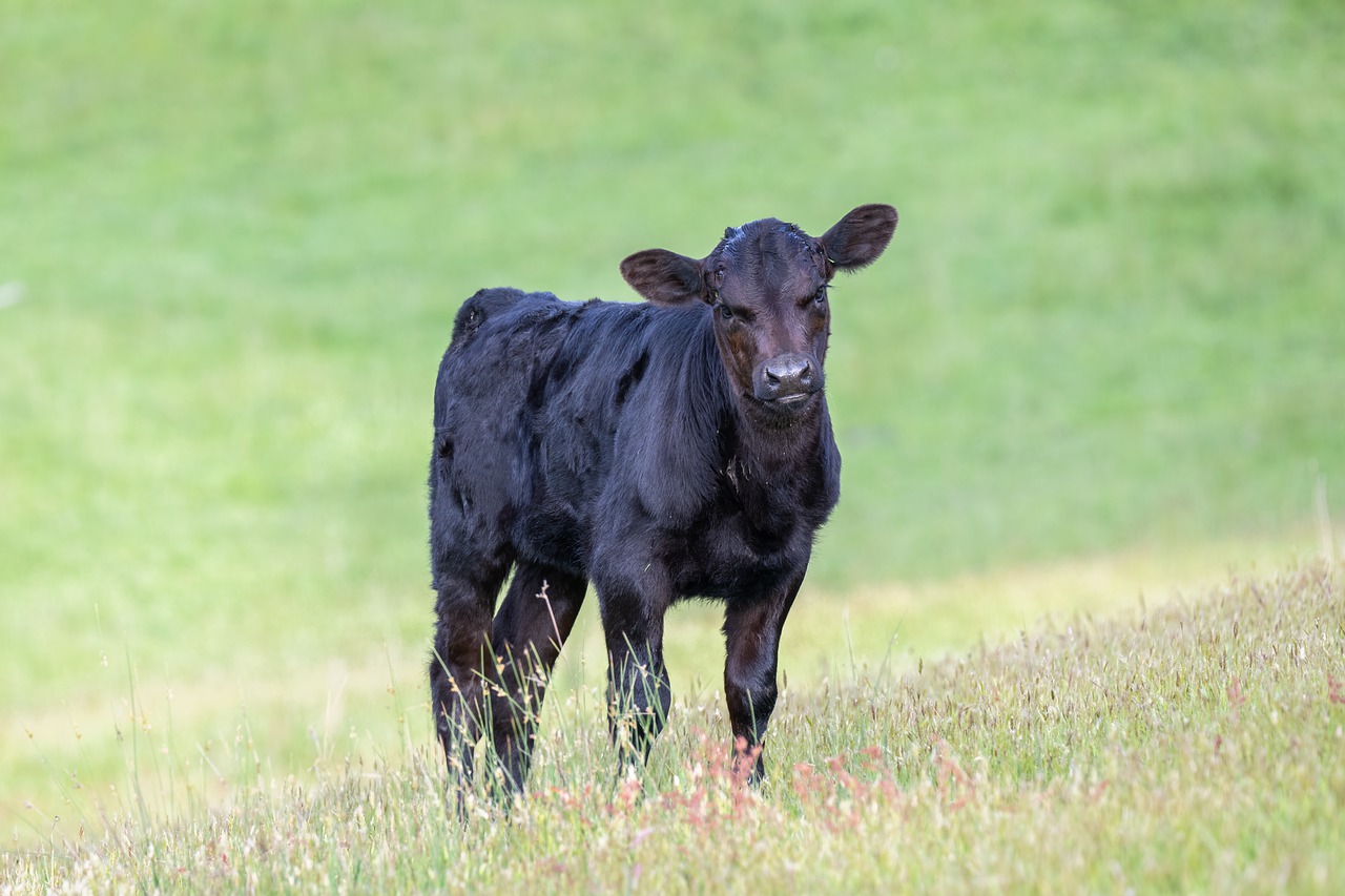 Early weaning calves to reduce nutrient needs during drought