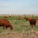 Two years on flood debris causes cane harvest damage but prices are at record high | North Queensland Register