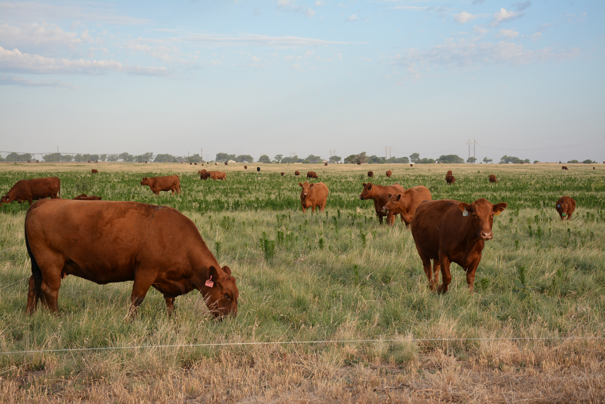 Livestock producers reminded to protect against anthrax