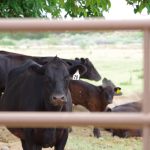 UNL publishes new livestock-related custom rates