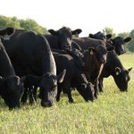 2023 cattle markets: The year so far and the second half ahead