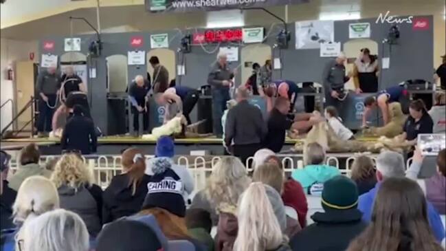 Shearing on show at Bendigo