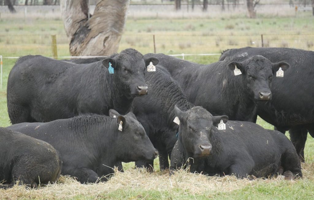 Weekly genetics review: A deeper dive into the issue of fatness and bulls