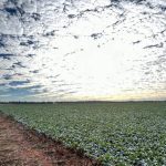 Liverpool Plains Shire Council to sign up to Bush Bursary Program | The Land