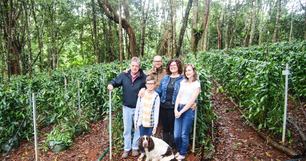 Family of professionals establishes commercial wild vanilla plantation | North Queensland Register