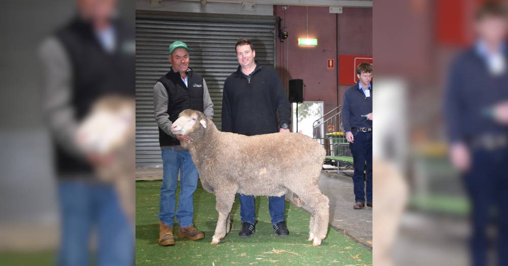 South Australian Merino ram headed to WA’s Rockdale Valley stud | Farm Weekly