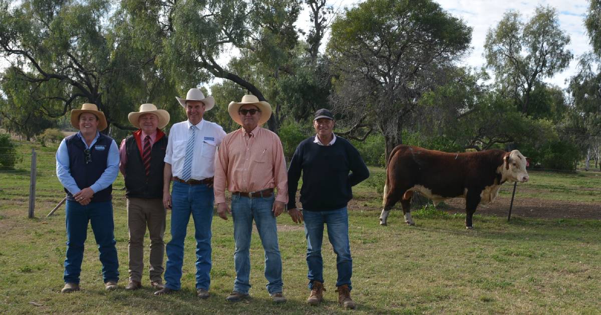 Bulls top $28,000 at Merawah