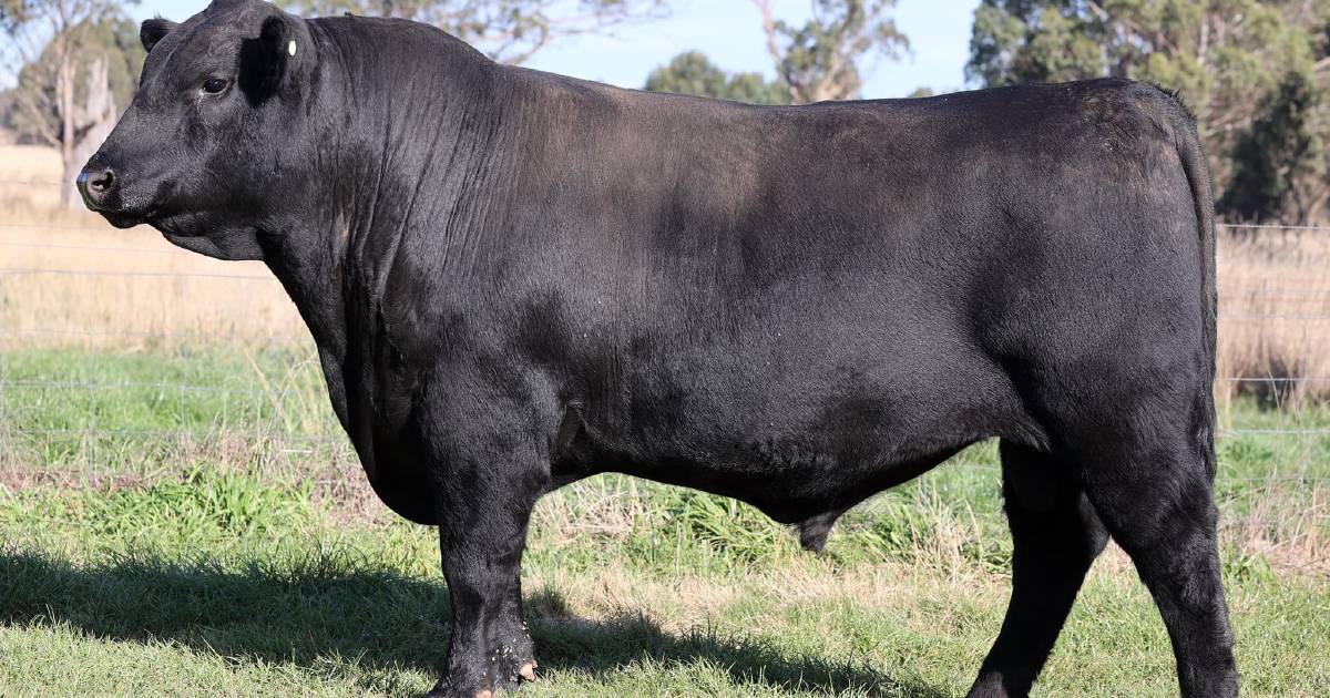 Angus bull tops All Breeds sale